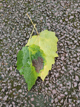 雨后落叶