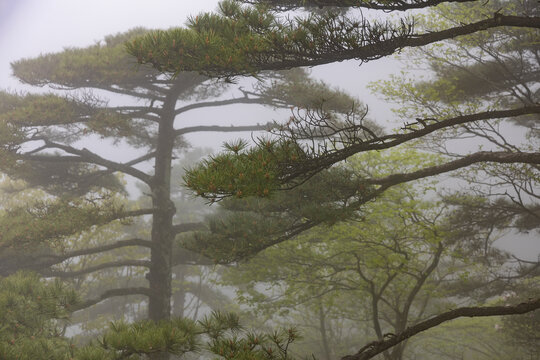 黄山松树