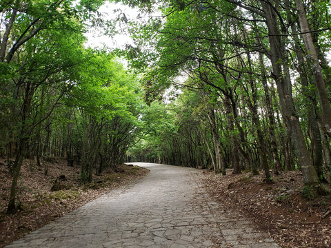 林间小路