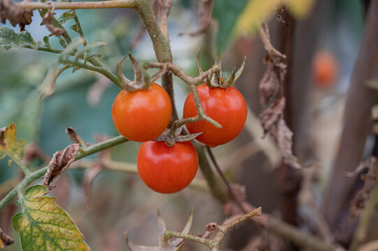 番茄西红柿有机