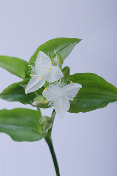 白花紫露草特写