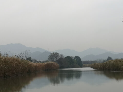 杭州西溪湿地芦苇山水