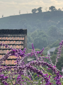 杨梅岭的屋檐山与花茶园