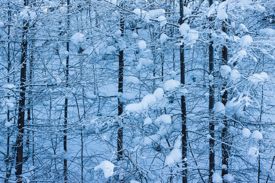 茂密森林冬季雪景雾凇