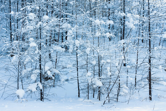 大兴安岭冬季森林雪景