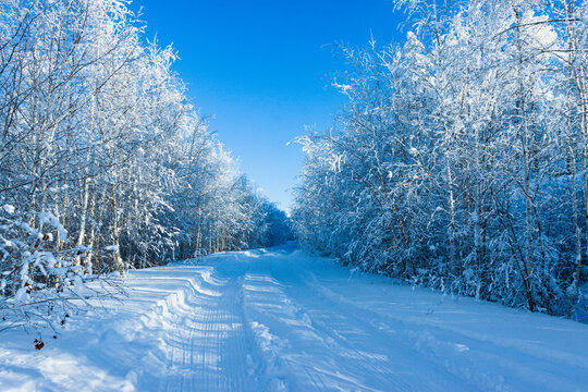 冬季森林道路雾凇蓝天