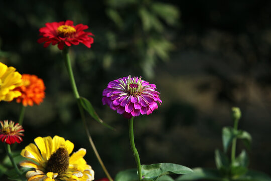 百日菊