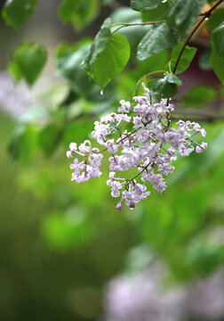 丁香花