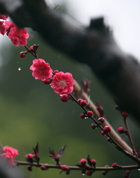 碧桃花