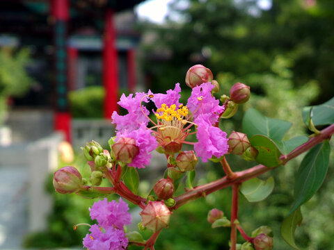 紫薇花