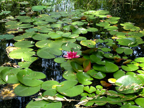 莲花池