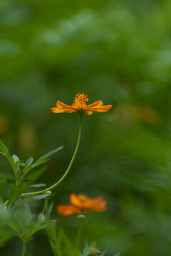 硫华菊