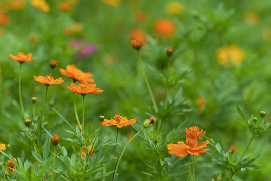 硫华菊