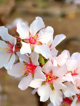 樱桃花