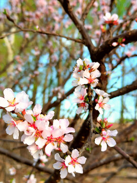 樱桃花