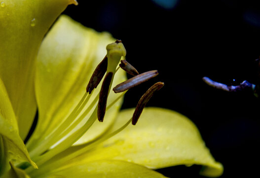 百合花