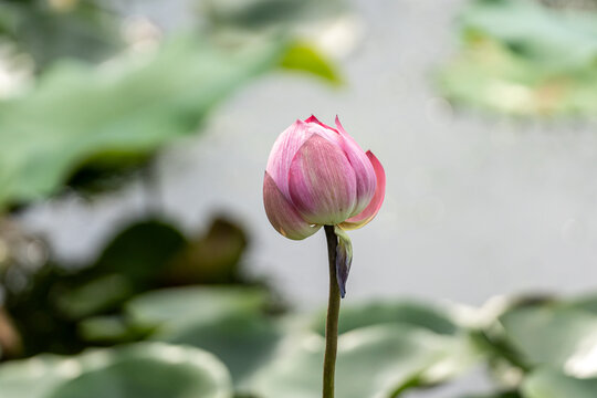 荷花特写