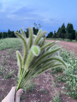 狗尾巴草