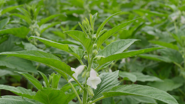 芝麻开花