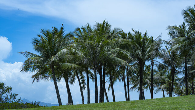 椰林