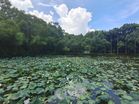 荷花池