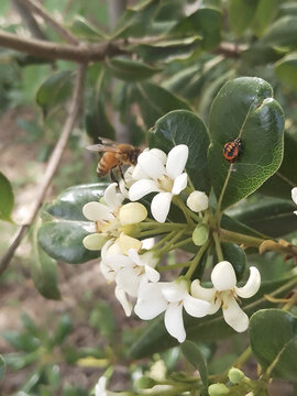 蜜蜂采蜜