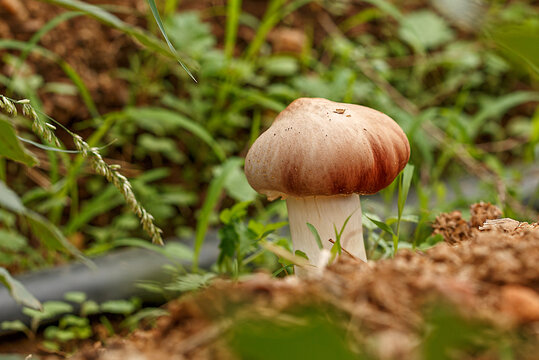 长在土地里的赤松茸