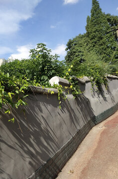 围墙老城区巷子围墙绿植爬围墙