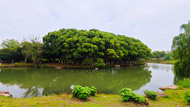 湖中景色