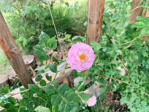 湖景别墅花园花草