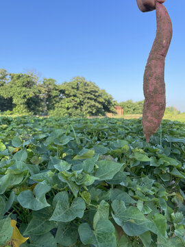 陕西大荔沙地板栗红薯地头直采