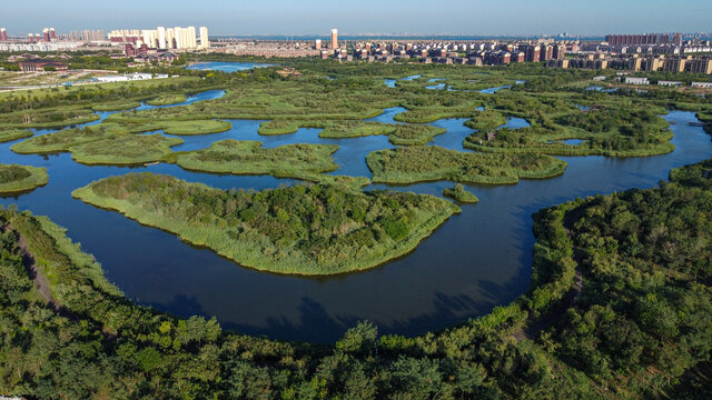 天津团泊湖湿地自然都市风光