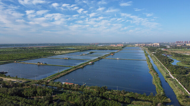 天津团泊湖湿地自然都市风光