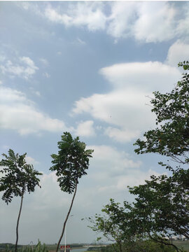 蓝天白云和两颗突出的小树