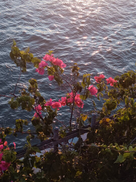 阳光洒满海面及岸边的花