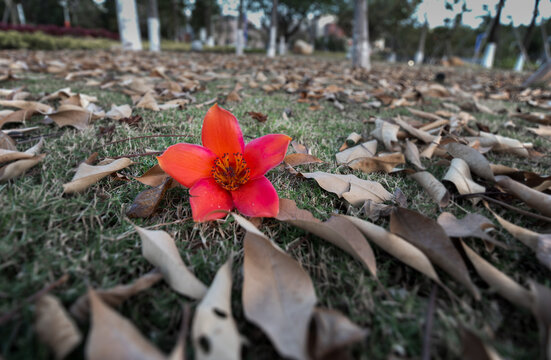 木棉花