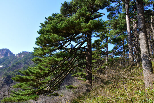 黄山凤尾松