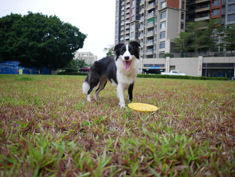 边境牧羊犬