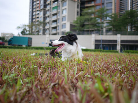 边境牧羊犬