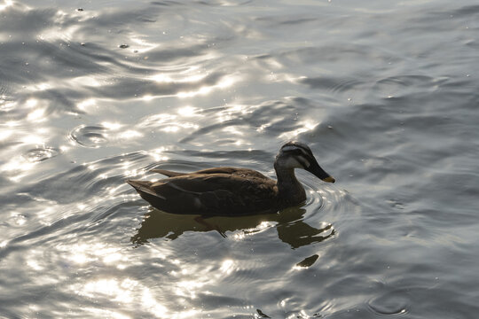 杭州西湖湖面上的野鸭