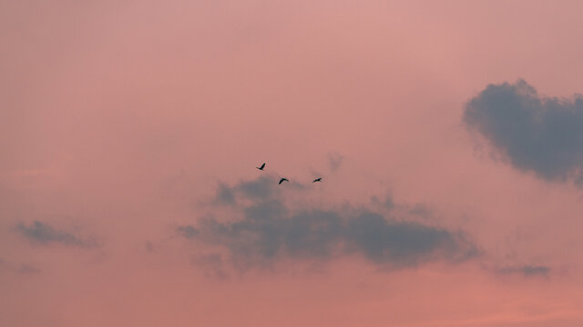 杭州西湖夕阳下的鸟群