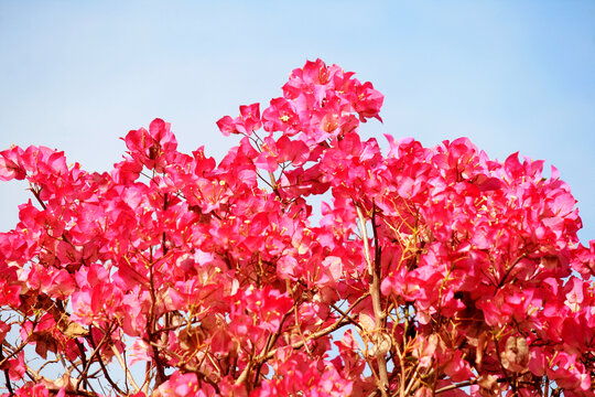 叶子花