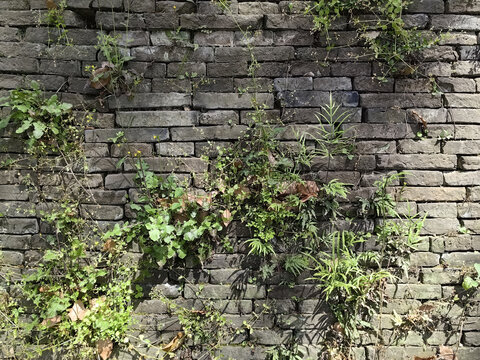 爬满植物的老旧砖墙