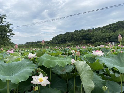 荷花开了