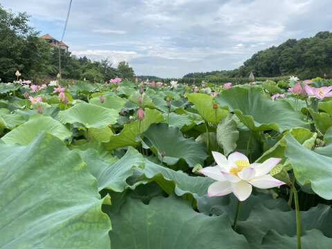 荷花