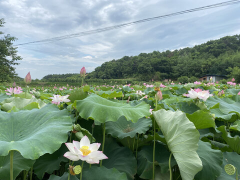 荷花