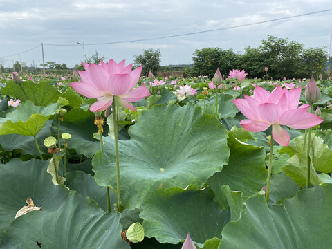 荷花