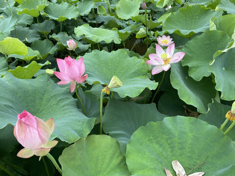 荷花