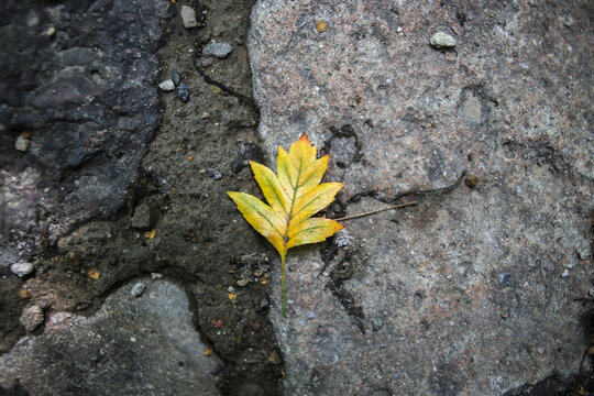 水泥地上有一片黄色的落叶