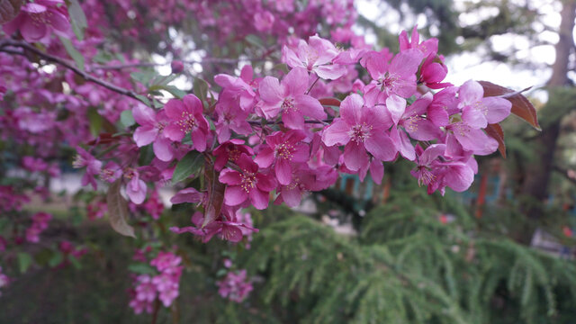 粉色丁香花